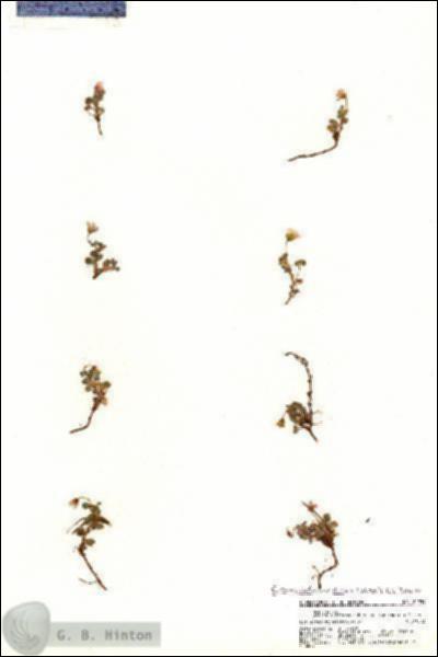 URN_catalog_HBHinton_herbarium_20939.jpg.jpg