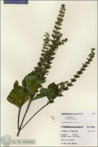 URN_catalog_HBHinton_herbarium_27954.jpg.jpg