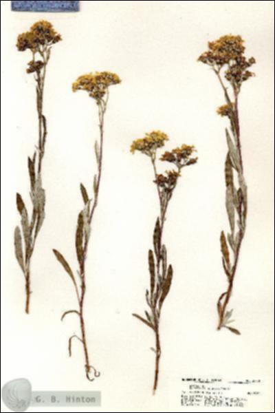 URN_catalog_HBHinton_herbarium_20730.jpg.jpg