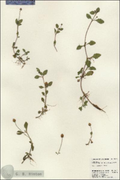 URN_catalog_HBHinton_herbarium_24414.jpg.jpg