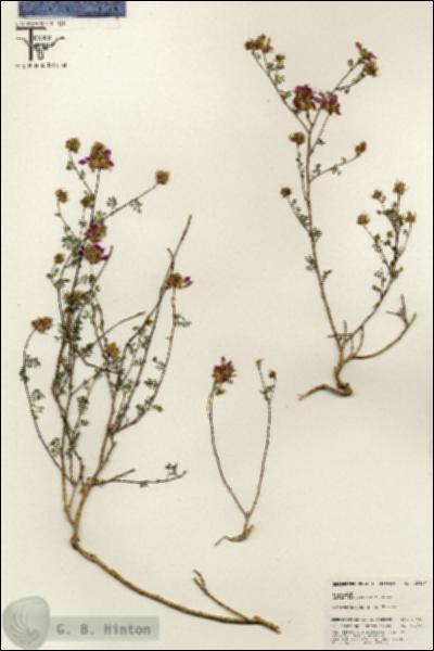 URN_catalog_HBHinton_herbarium_25406.jpg.jpg