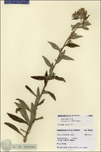 URN_catalog_HBHinton_herbarium_18152.jpg.jpg