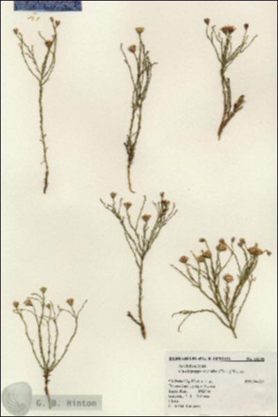 URN_catalog_HBHinton_herbarium_18198.jpg.jpg