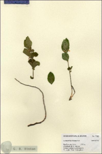 URN_catalog_HBHinton_herbarium_27402.jpg.jpg