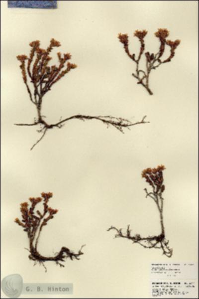 URN_catalog_HBHinton_herbarium_22417.jpg.jpg