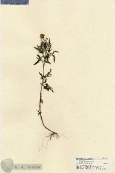 URN_catalog_HBHinton_herbarium_21571.jpg.jpg