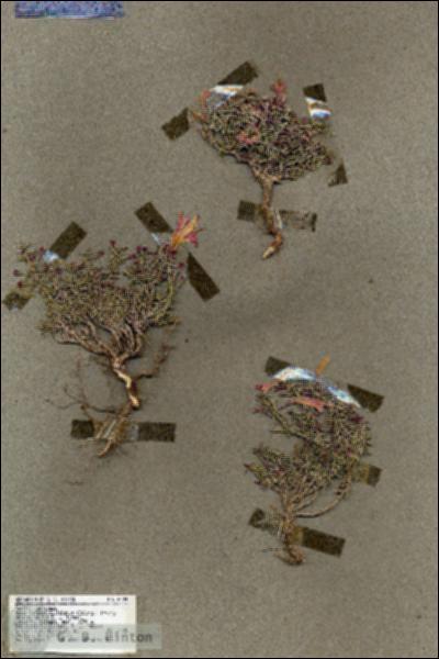 URN_catalog_HBHinton_herbarium_18088.jpg.jpg