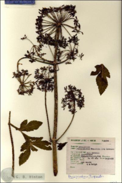 URN_catalog_HBHinton_herbarium_8074.jpg.jpg