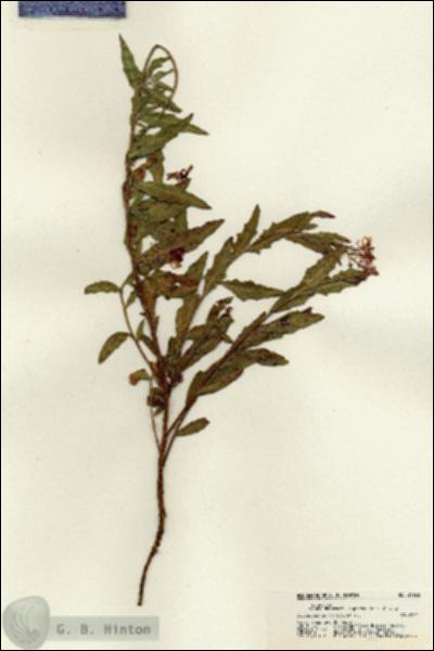 URN_catalog_HBHinton_herbarium_21192.jpg.jpg