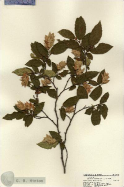 URN_catalog_HBHinton_herbarium_22124.jpg.jpg