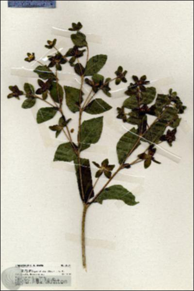 URN_catalog_HBHinton_herbarium_20064.jpg.jpg