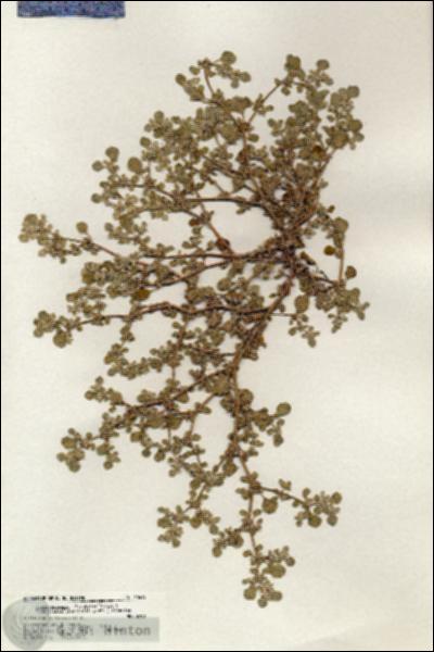 URN_catalog_HBHinton_herbarium_20615.jpg.jpg