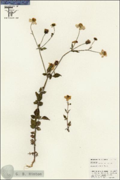 URN_catalog_HBHinton_herbarium_25537.jpg.jpg