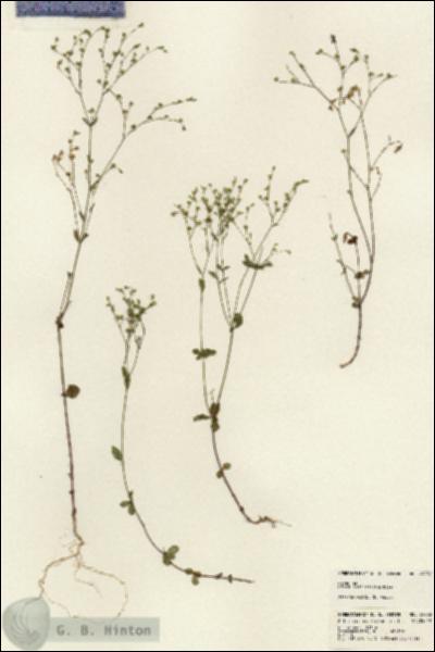 URN_catalog_HBHinton_herbarium_24232.jpg.jpg