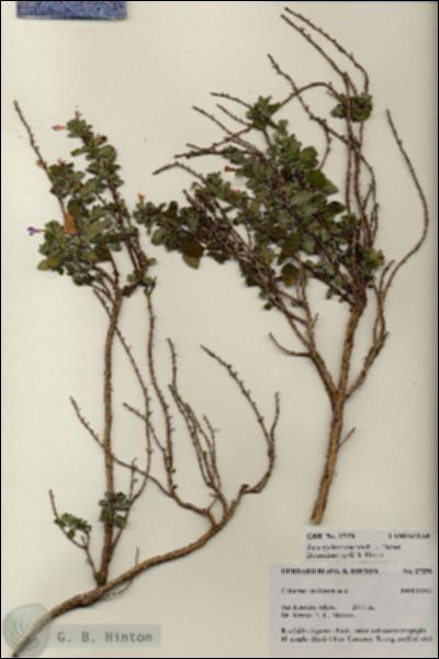 URN_catalog_HBHinton_herbarium_27250.jpg.jpg