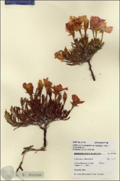 URN_catalog_HBHinton_herbarium_27718.jpg.jpg