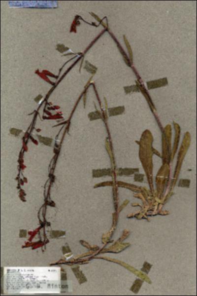 URN_catalog_HBHinton_herbarium_17870.jpg.jpg