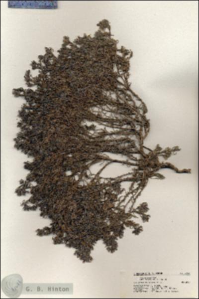 URN_catalog_HBHinton_herbarium_20644.jpg.jpg
