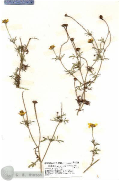 URN_catalog_HBHinton_herbarium_20044.jpg.jpg