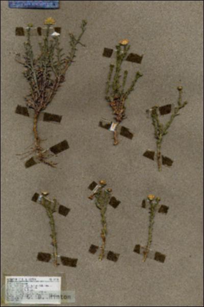 URN_catalog_HBHinton_herbarium_19474.jpg.jpg