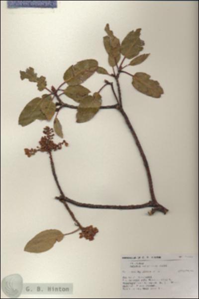 URN_catalog_HBHinton_herbarium_17377.jpg.jpg