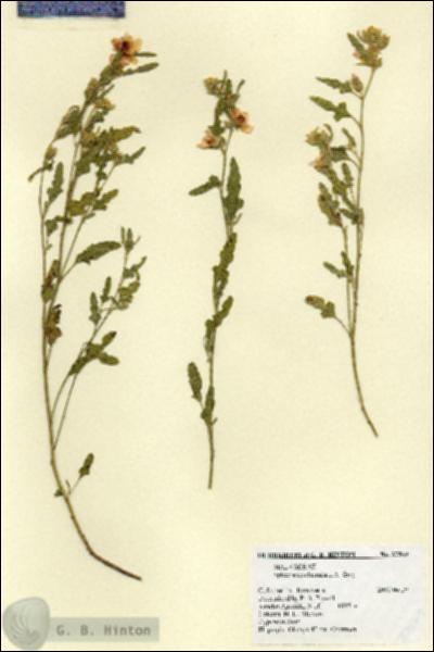 URN_catalog_HBHinton_herbarium_27569.jpg.jpg