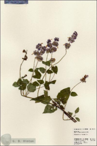 URN_catalog_HBHinton_herbarium_23825.jpg.jpg
