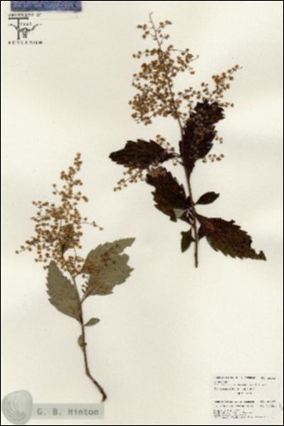 URN_catalog_HBHinton_herbarium_26448.jpg.jpg