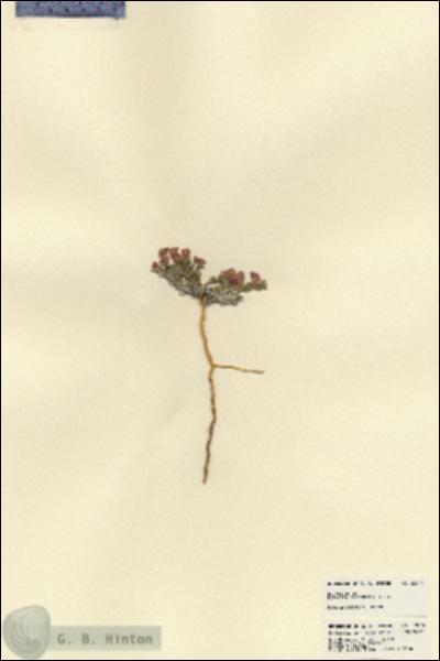 URN_catalog_HBHinton_herbarium_22046.jpg.jpg