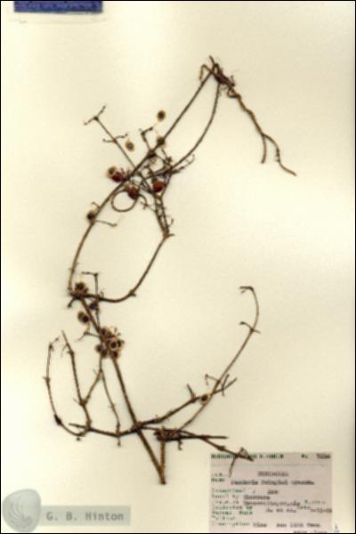 URN_catalog_HBHinton_herbarium_7234.jpg.jpg