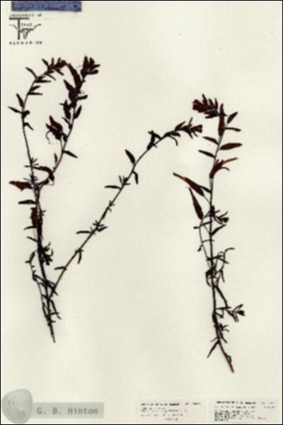 URN_catalog_HBHinton_herbarium_26387.jpg.jpg