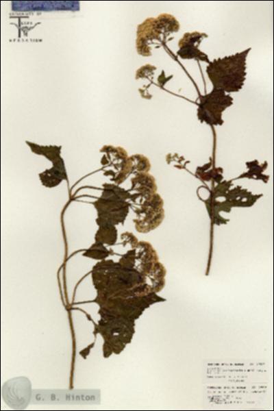 URN_catalog_HBHinton_herbarium_26406.jpg.jpg