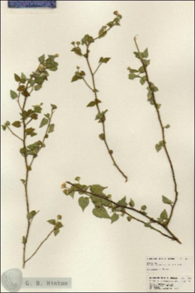 URN_catalog_HBHinton_herbarium_25224.jpg.jpg