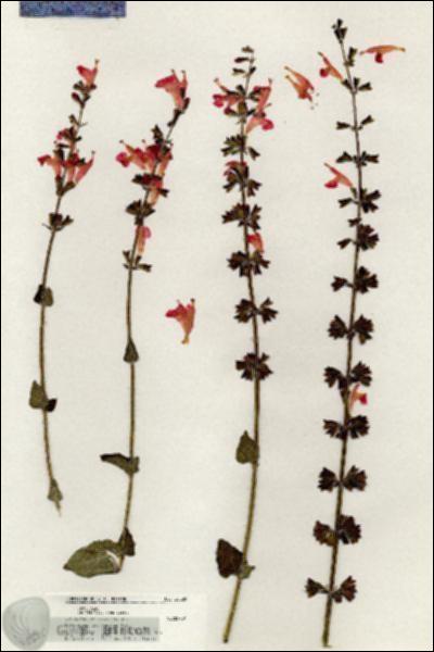 URN_catalog_HBHinton_herbarium_20520.jpg.jpg