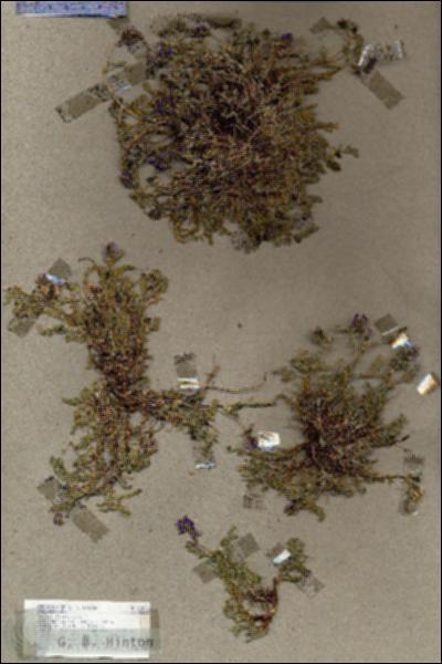 URN_catalog_HBHinton_herbarium_18830.jpg.jpg