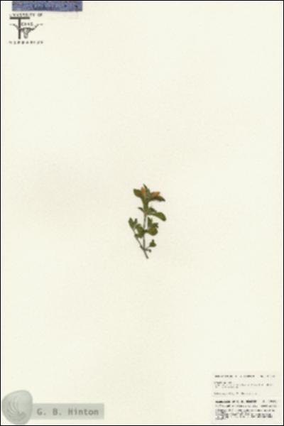 URN_catalog_HBHinton_herbarium_25632.jpg.jpg