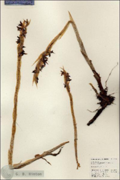 URN_catalog_HBHinton_herbarium_25171.jpg.jpg