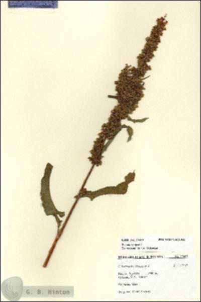URN_catalog_HBHinton_herbarium_27603.jpg.jpg