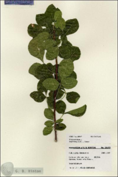 URN_catalog_HBHinton_herbarium_28107.jpg.jpg