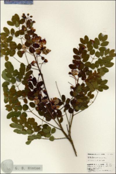 URN_catalog_HBHinton_herbarium_24712.jpg.jpg