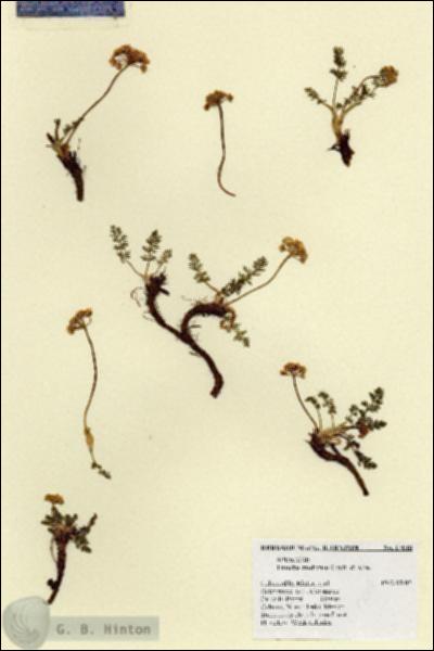 URN_catalog_HBHinton_herbarium_17018.jpg.jpg