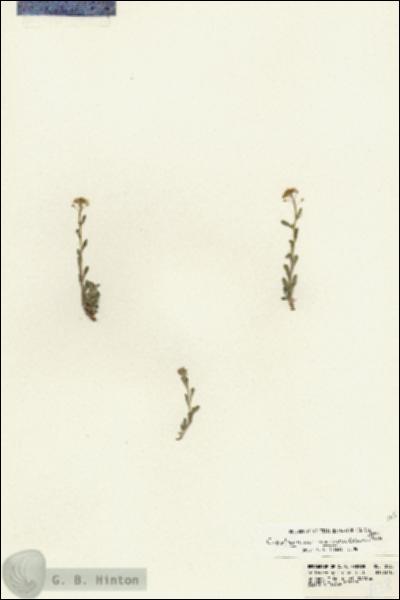 URN_catalog_HBHinton_herbarium_18138.jpg.jpg