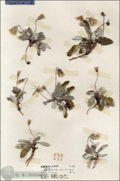 URN_catalog_HBHinton_herbarium_20114.jpg.jpg