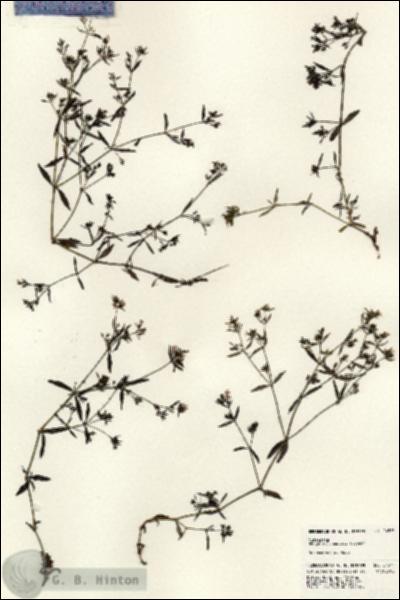 URN_catalog_HBHinton_herbarium_24575.jpg.jpg