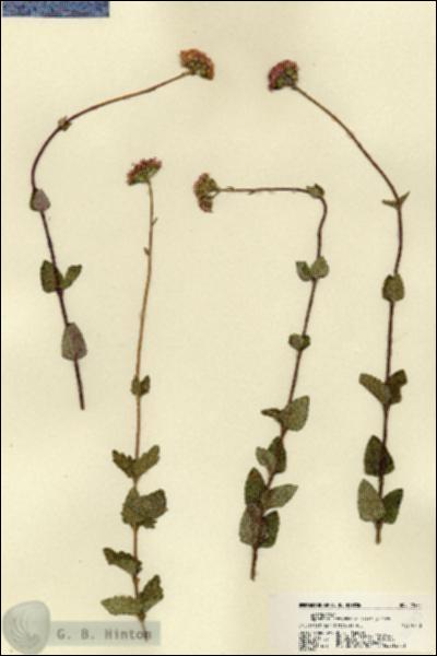 URN_catalog_HBHinton_herbarium_22473.jpg.jpg