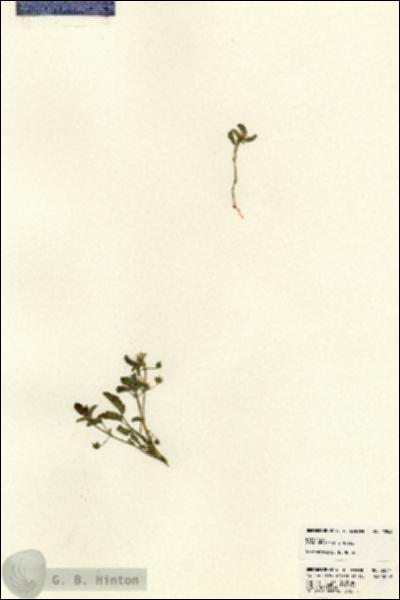 URN_catalog_HBHinton_herbarium_23544.jpg.jpg