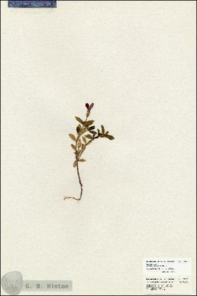 URN_catalog_HBHinton_herbarium_20335.jpg.jpg