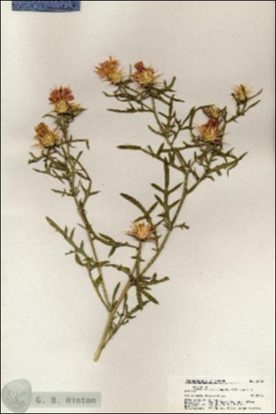 URN_catalog_HBHinton_herbarium_20465.jpg.jpg