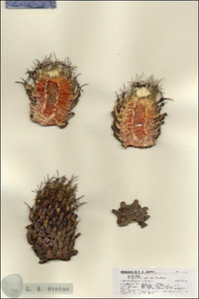 URN_catalog_HBHinton_herbarium_27116.jpg.jpg
