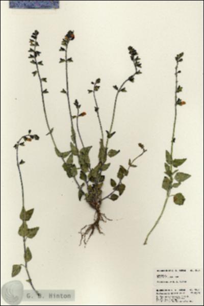 URN_catalog_HBHinton_herbarium_22994.jpg.jpg
